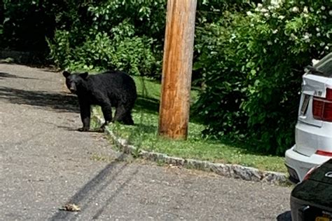 The state is believed to have an estimated total <b>Black</b> <b>Bear</b> population of around 800 to 1,000 <b>bears</b> and growing with the most <b>bears</b> per square mile in the northwest part of the state. . Black bear sightings near me